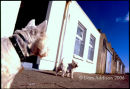Howth locals Rudi and Bonnie